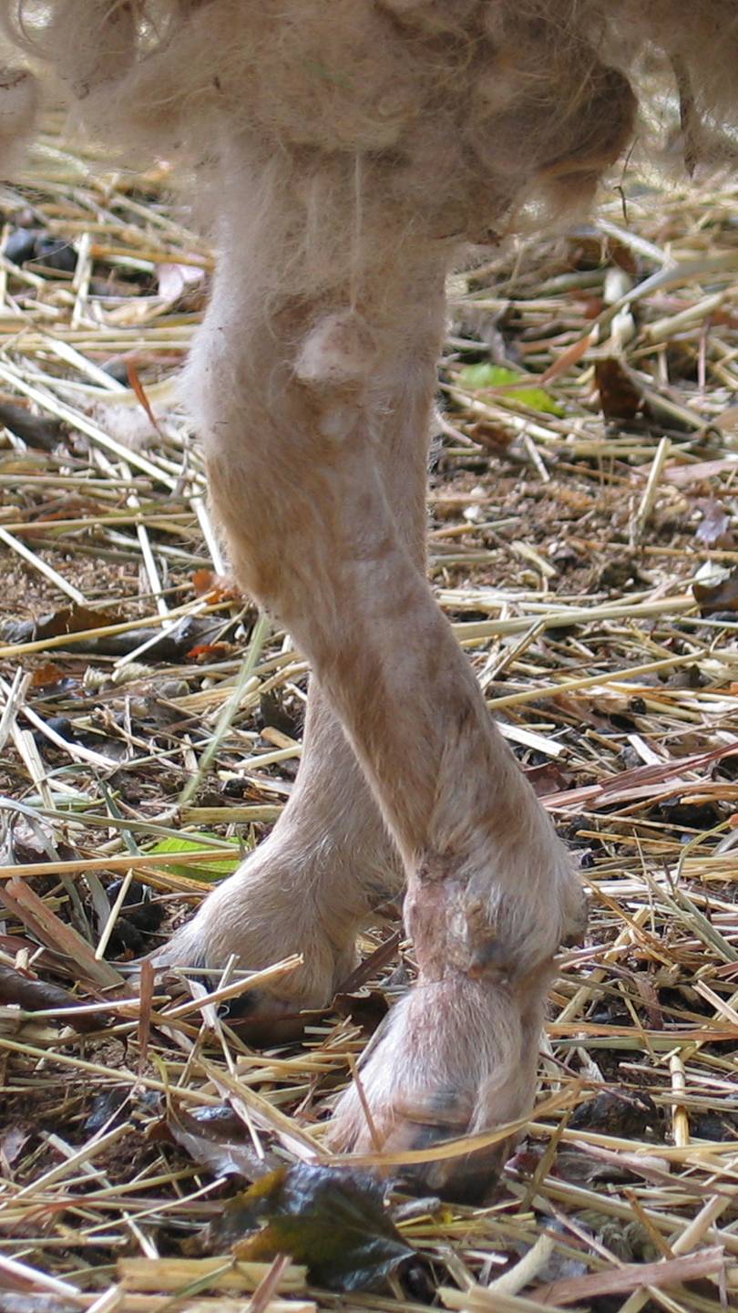 [Peri's+leg,+October+3,+2007.jpg]