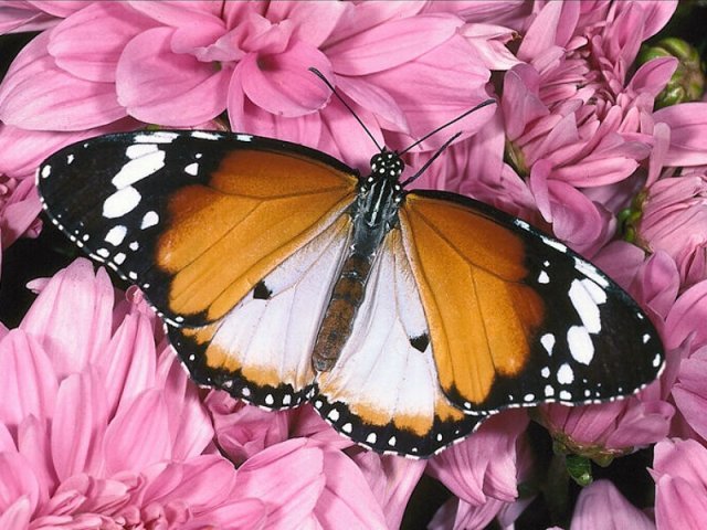 [butterfly3.jpg]