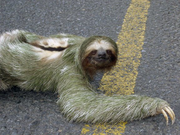 [sloth20052small.jpg]
