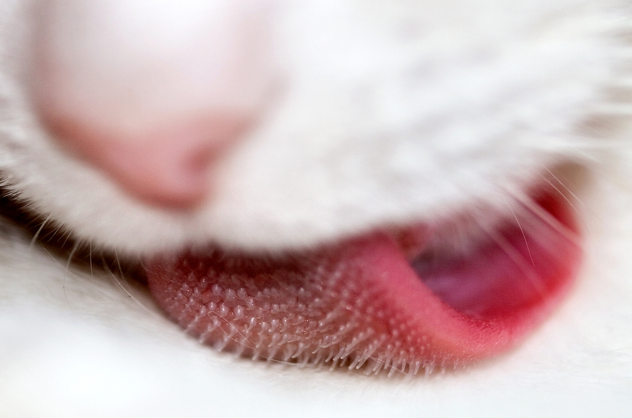 [cat+tounge.jpg]