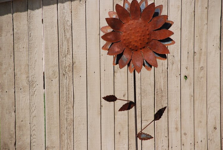 [outside+sunflower.jpg]