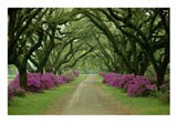 [A-Beautiful-Pathway-Lined-with-Trees-and-Purple-Azaleas-Photographic-Print-I10237149.jpg]