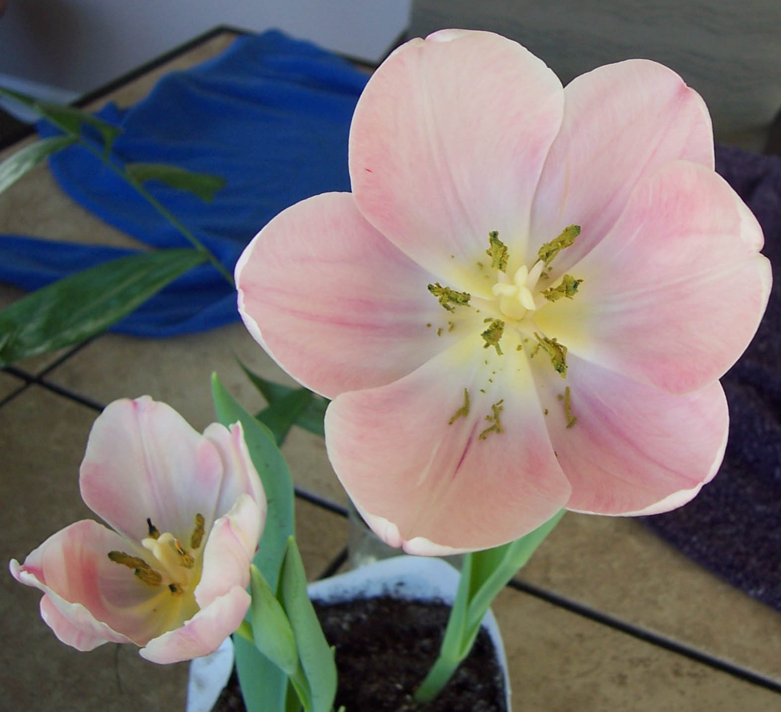[two+tulips.jpg]