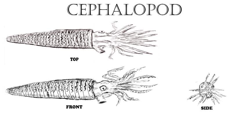 [cephalopod+orthographic.jpg]