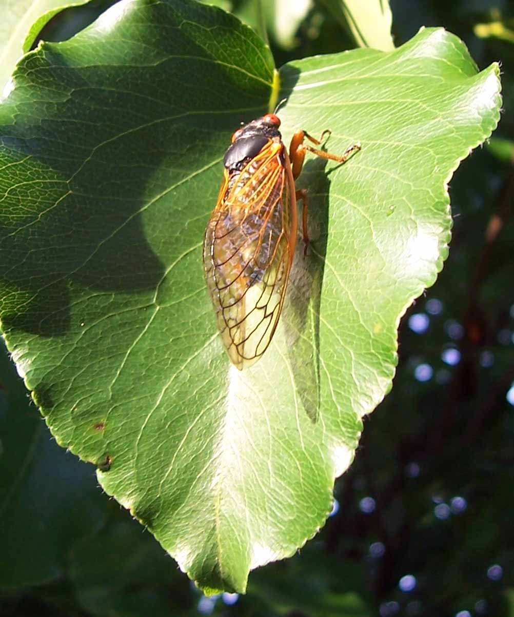 [cicada+on+leaf.jpg]