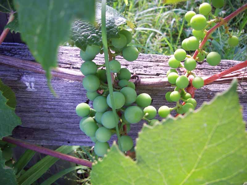 [growing+grapes.jpg]