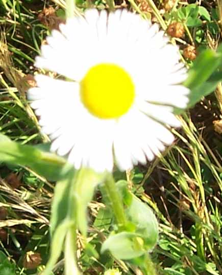 [small+wildflower.jpg]