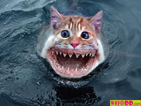 [funny cat shark.jpg]