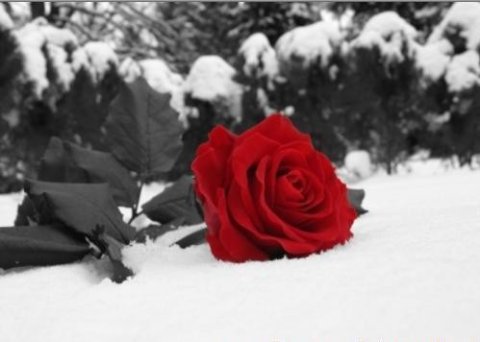 [rosa+vermelha+na+neve.jpg]