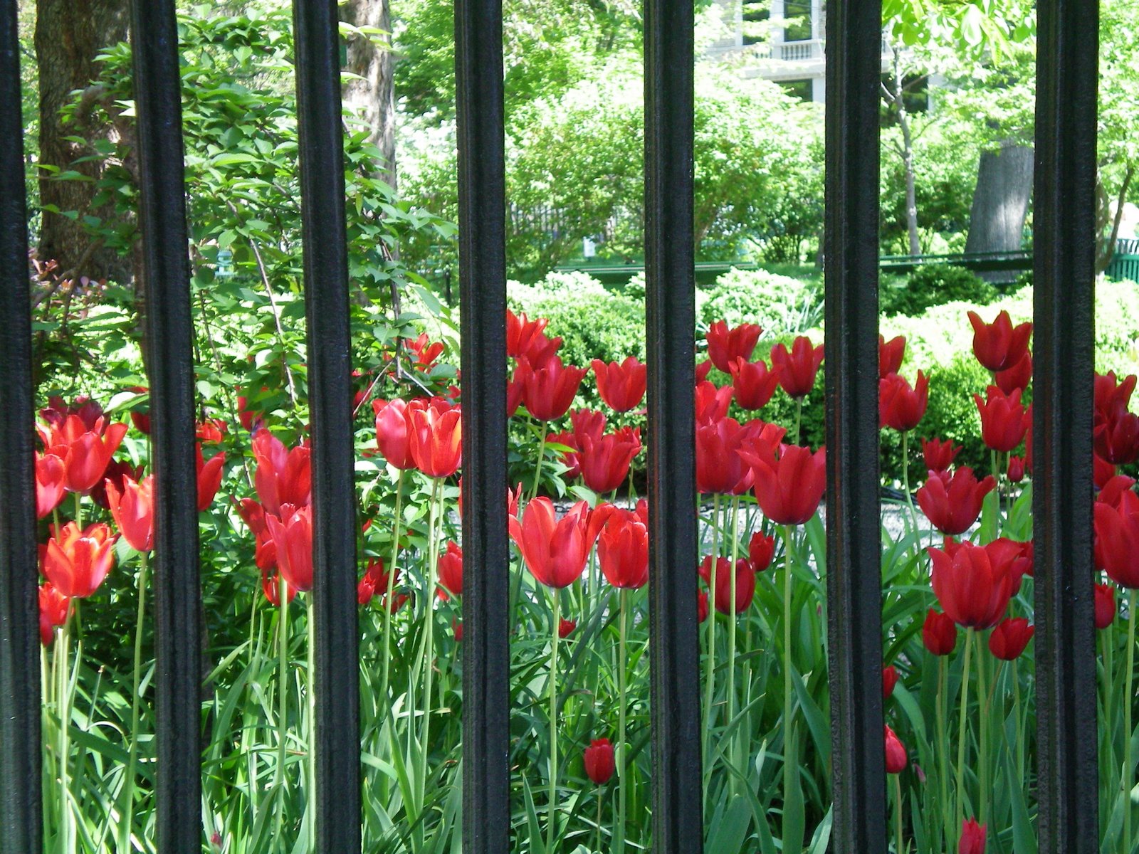 [tulips+in+gramercy+park.JPG]
