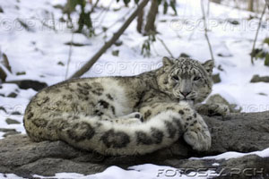 [leopardo+de+las+nieves.jpg]