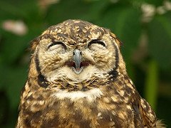 [Owl+laugh.jpg]