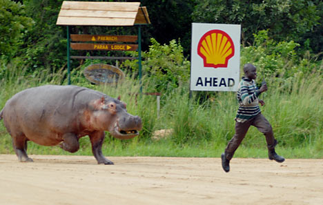 [hippo+chase.jpg]