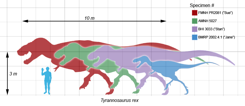 [Tyrannosaurusscale.png]