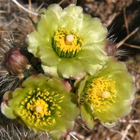 [cactus-flower.jpg]
