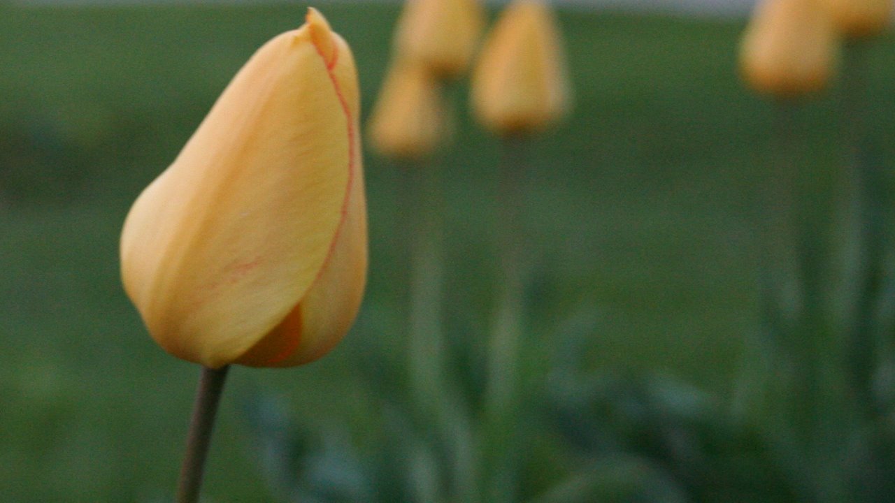[yellow+tulip.jpg]