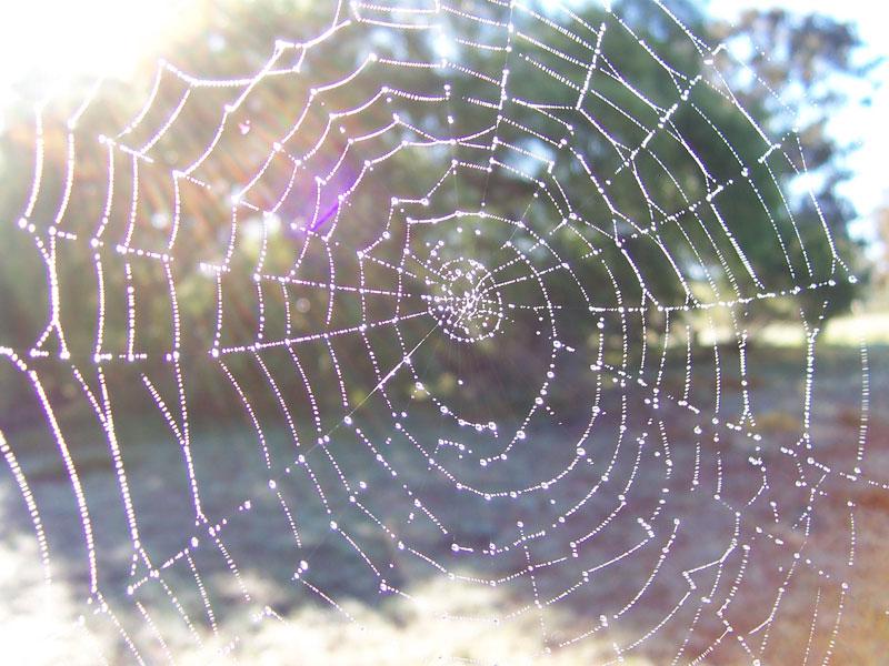 [spiders+web.jpg]
