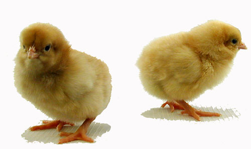 [Buff+Orpington+chicks.jpg]
