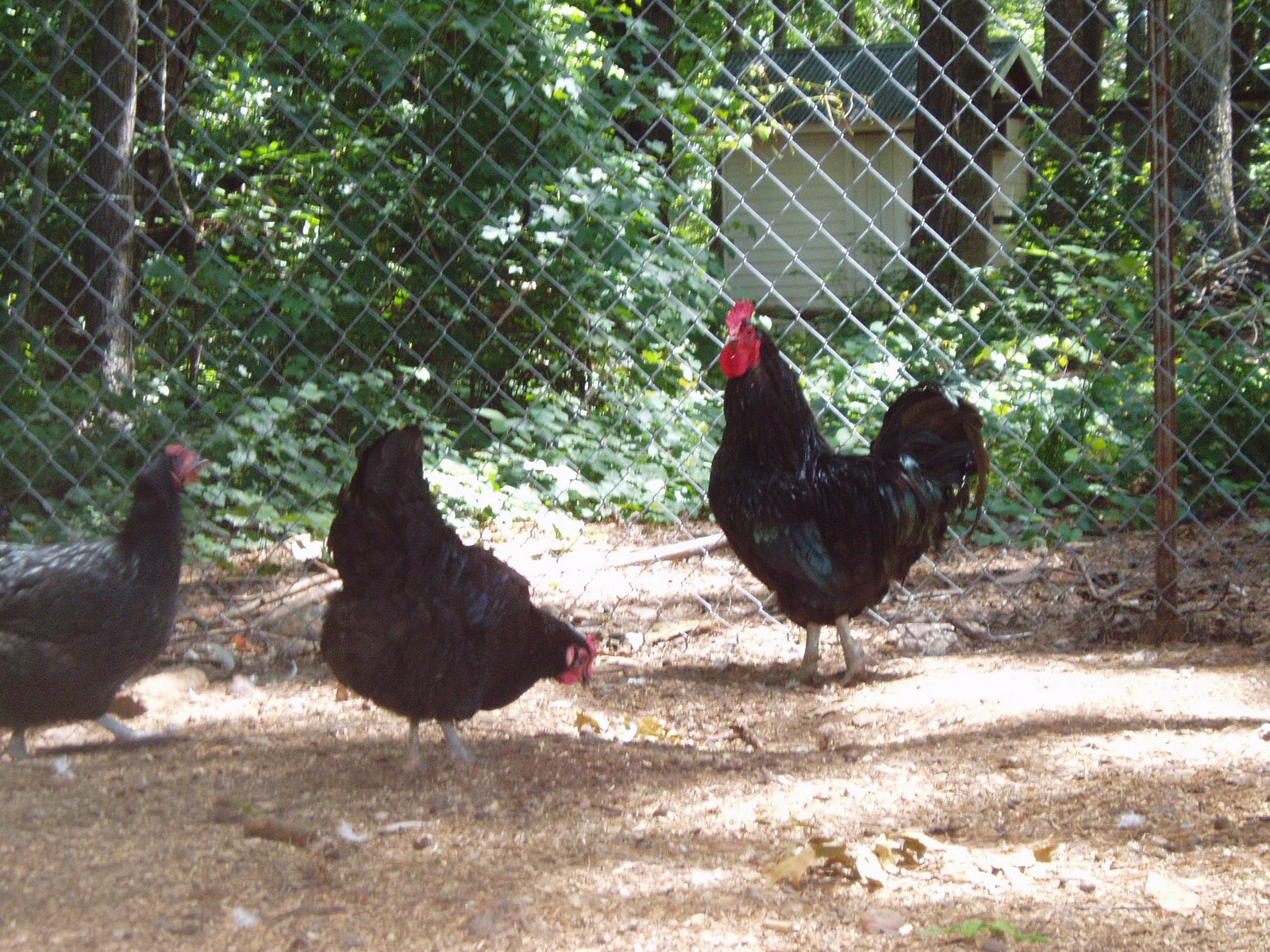 [chickens+and+farm+018.jpg]
