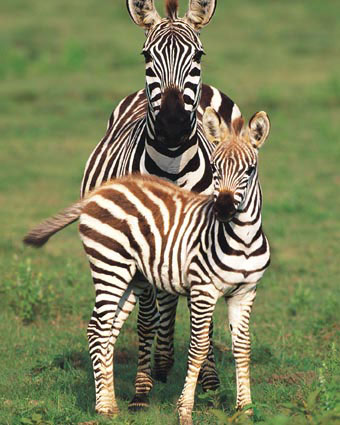 [National+Park+Serengeti.jpg]