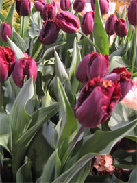 [tulips-blackjewel.jpg]