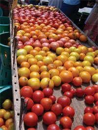 [tomato-farmersmkt.jpg]