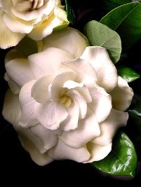 [gardenia_jasminoides.jpg]