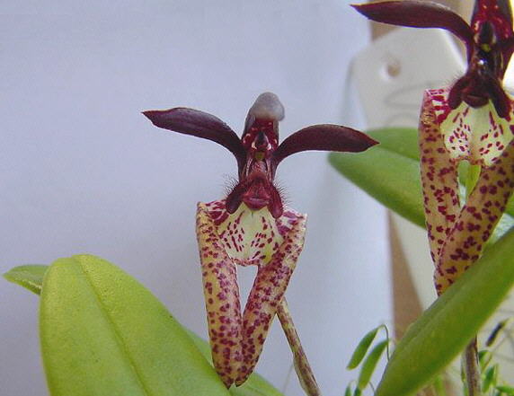 [Bulbophyllum%20breviscapum%2001.jpg]