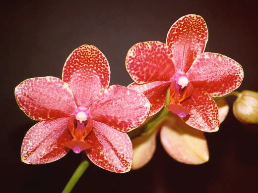 [Phalaenopsis%20Fortune%20Buddha%2001.jpg]