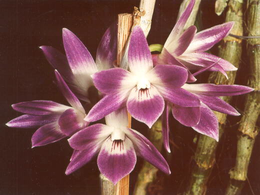 [Dendrobium%20victoriae-reginae%2001.jpg]