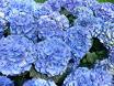 [flores+azuis+5.jpg]