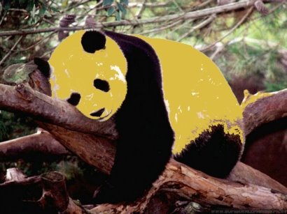 [Panda%2002.jpg]