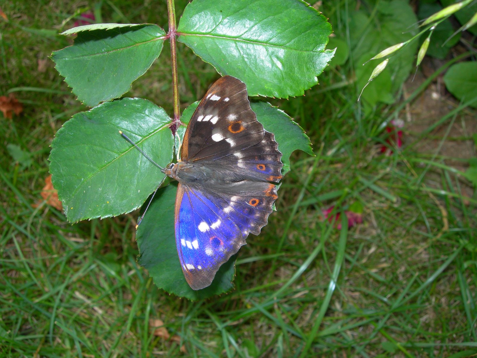 [papillon+bleu.JPG]