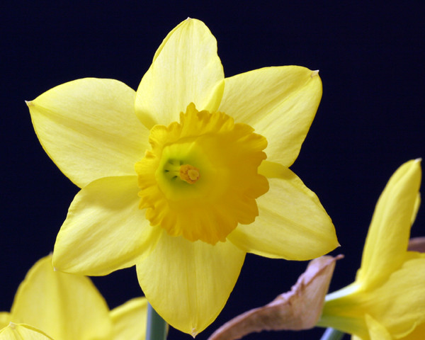 [daffodil.jpg]