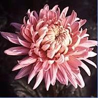 [Chrysanthemum.JPG]