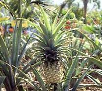 [Pineapple+Plant.JPG]