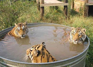 tigres dans leur piscine