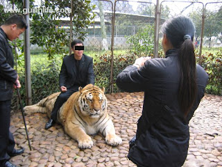 le tigre du zoo de Guilin en Chine s'amuse comme un fou