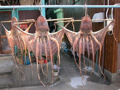 chinese octopus