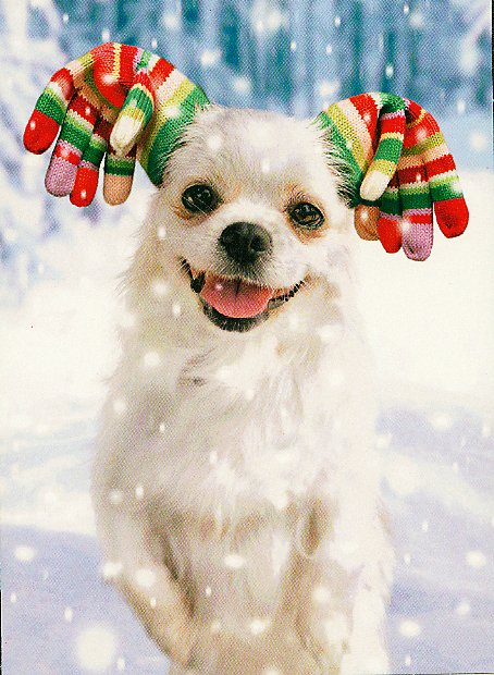 [christmas+dog.jpg]