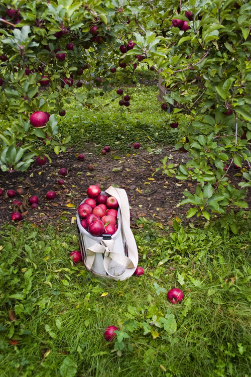 [#1+migrant+workers+apple+bag+left+in+field+during+lunch+break,+Lynd's+Apple+Farm,+Pataskala++Ohio.jpg]