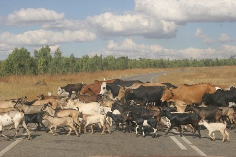 [cows_and_goats_crossing.jpg]