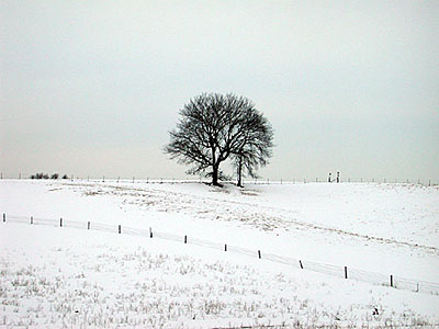 [snow+tree1.jpg]