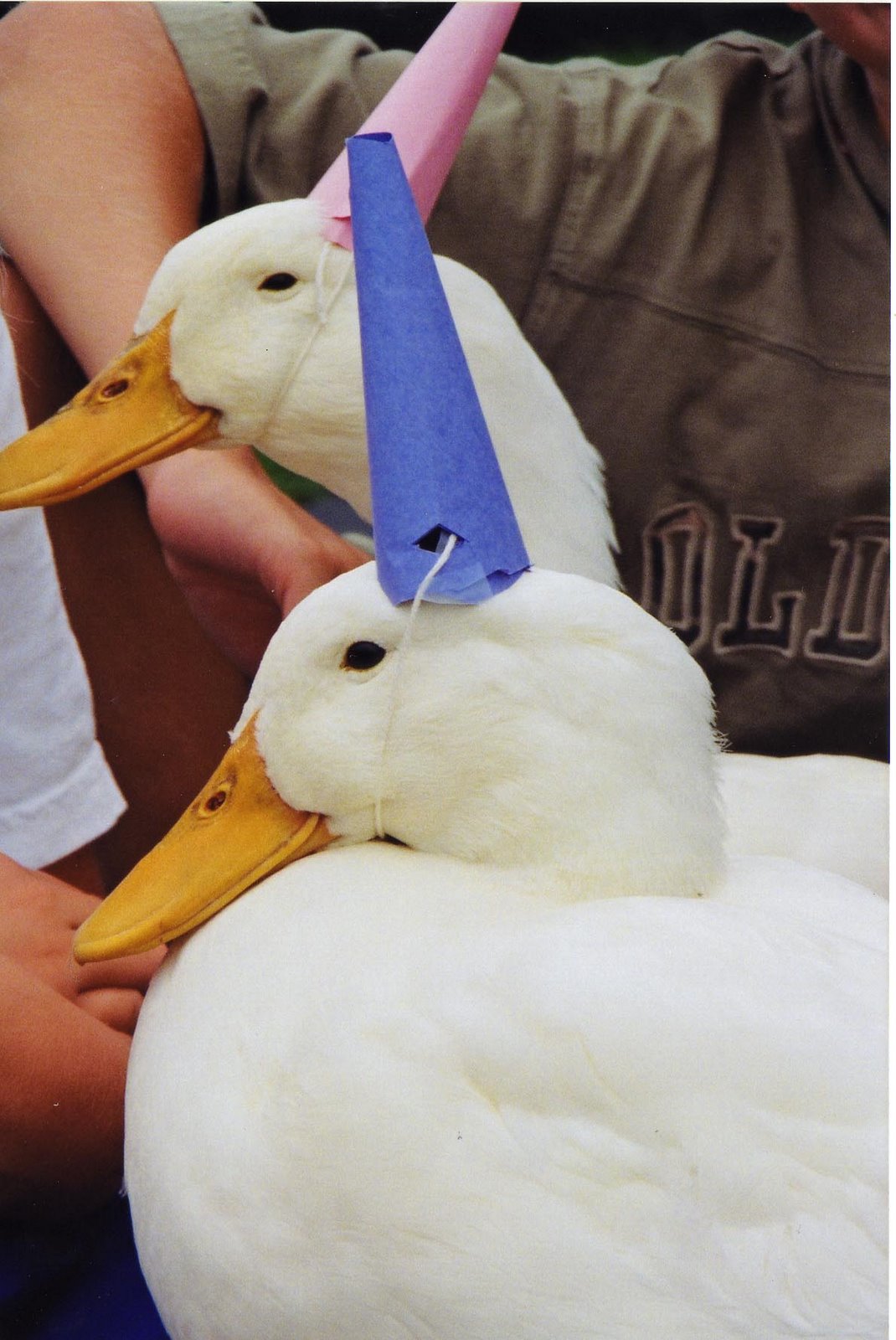 [ducks+party+hats.jpg]