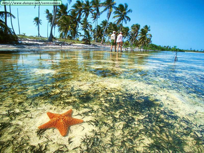 [Starfish, Yucatan Peninsula, Mexico.jpg]