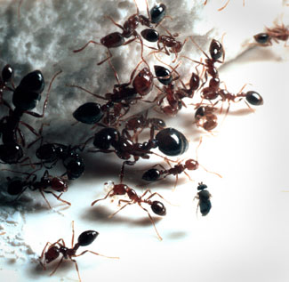 [ants1.jpg]