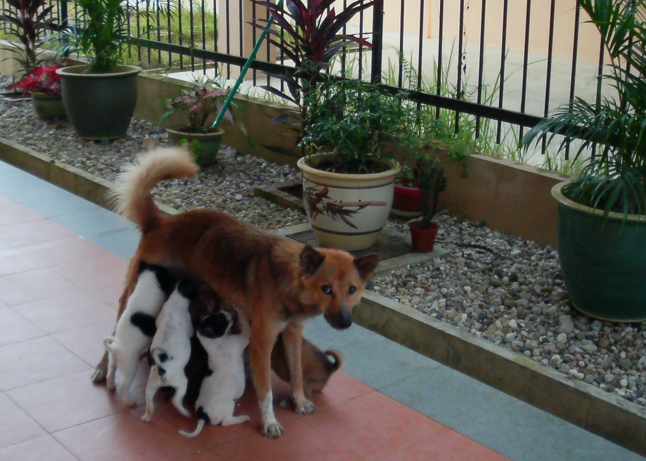 [12+puppies+and+foxy.jpg]