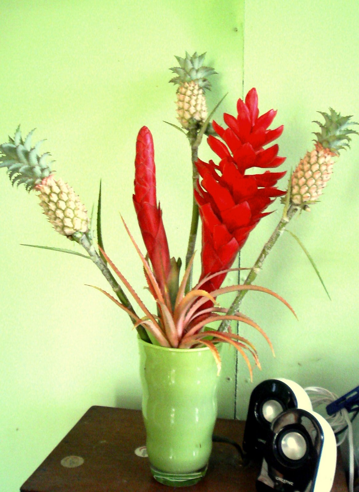 [red+ginger+mini+pineapple.jpg]