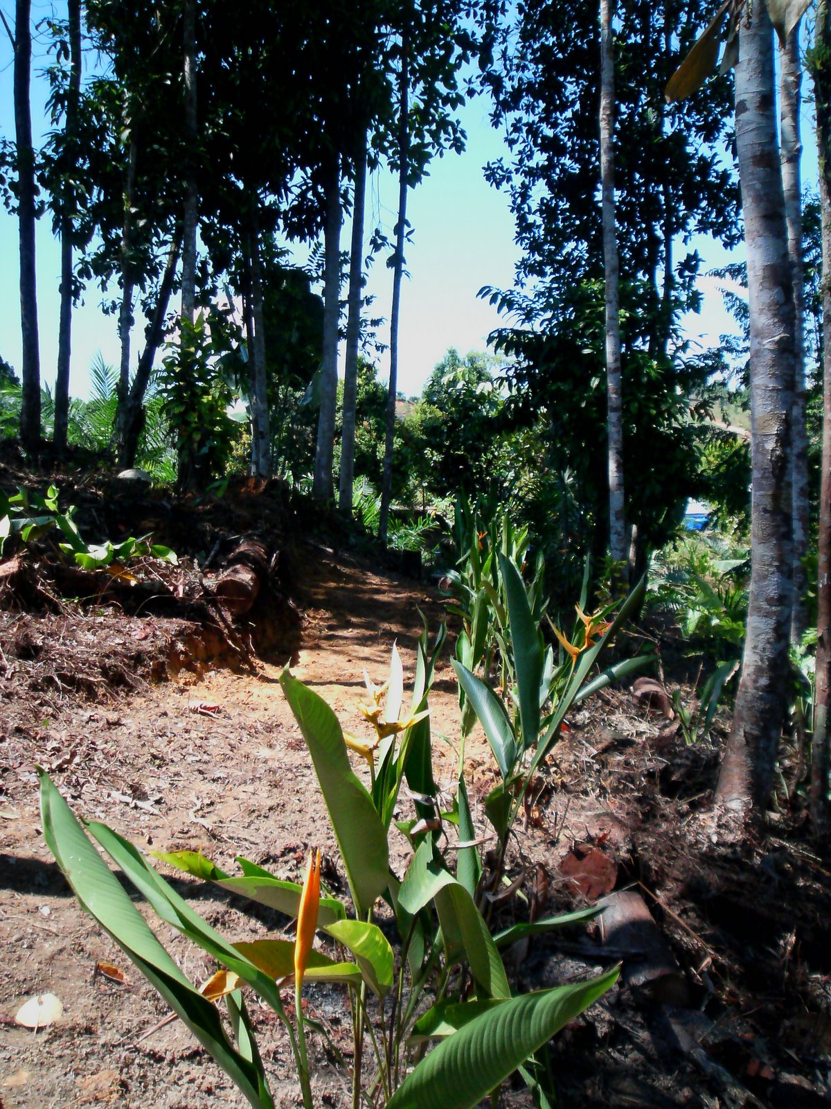 [heliconia+yelow+planted.jpg]