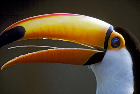 [toucan]